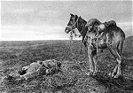 Ein von seinem Pferd geschossener Rumäne